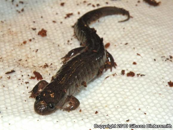 Northern Dusky Salamander (Desmognathus fuscus)