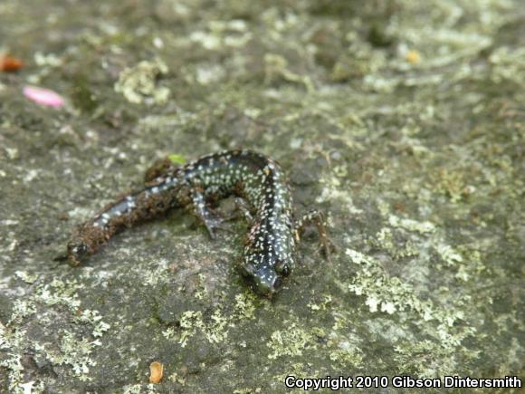 White-Spotted Slimy Salamander (Plethodon cylindraceus)