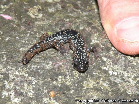 White-Spotted Slimy Salamander (Plethodon cylindraceus)