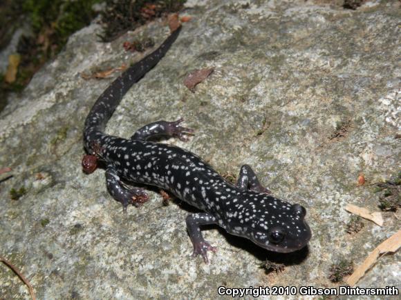White-Spotted Slimy Salamander (Plethodon cylindraceus)