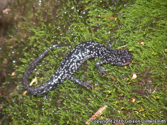 White-Spotted Slimy Salamander (Plethodon cylindraceus)