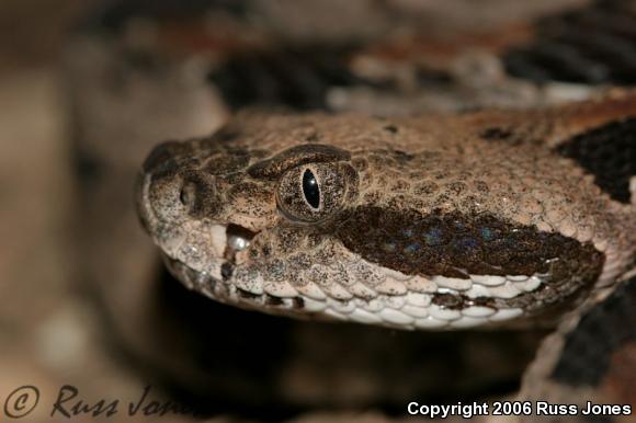 Timber Rattlesnake (Crotalus horridus)