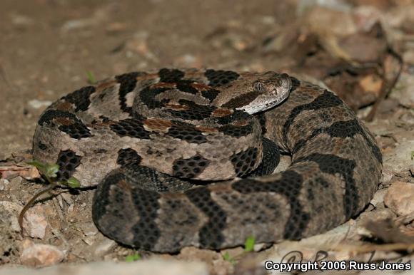 Timber Rattlesnake (Crotalus horridus)