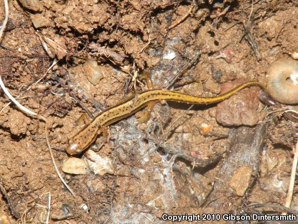 Southern Two-lined Salamander (Eurycea cirrigera)