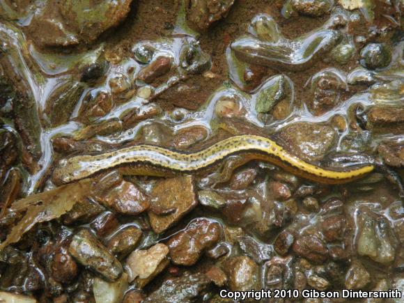 Southern Two-lined Salamander (Eurycea cirrigera)