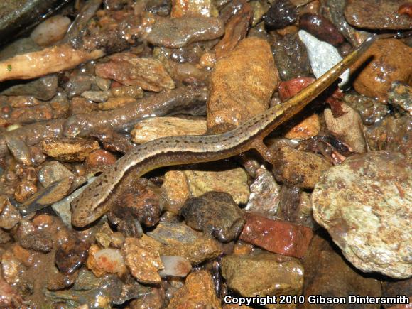 Southern Two-lined Salamander (Eurycea cirrigera)