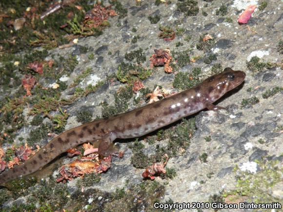 Seal Salamander (Desmognathus monticola)