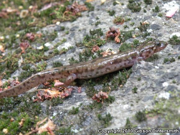 Seal Salamander (Desmognathus monticola)