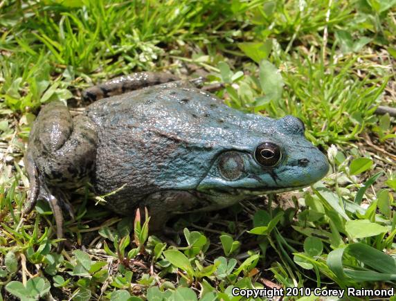 Northern Green Frog (Lithobates clamitans melanota)