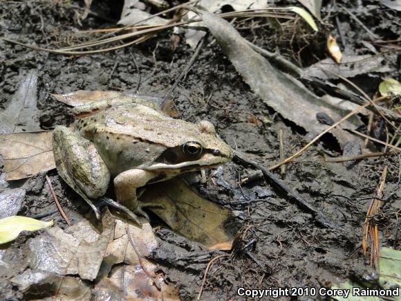 Wood Frog (Lithobates sylvaticus)