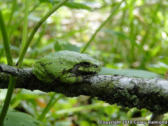 Gray Treefrog (Hyla versicolor)