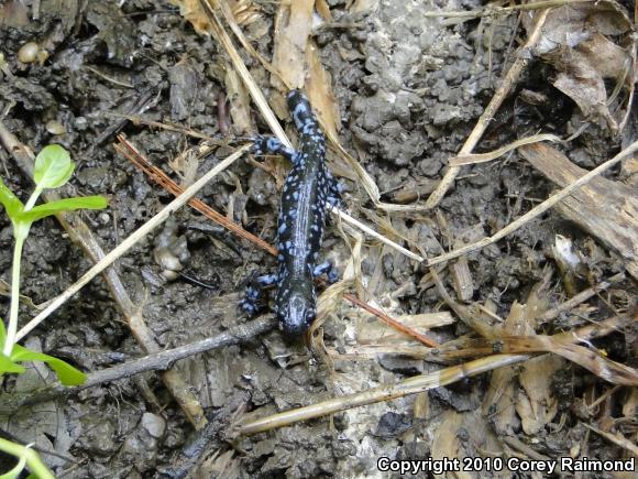 Blue-spotted Salamander (Ambystoma laterale)