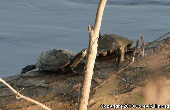 Ouachita Map Turtle (Graptemys ouachitensis)