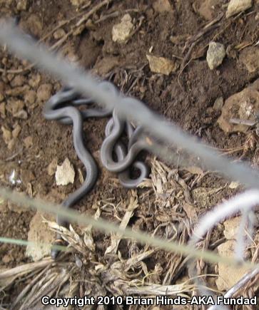 Prairie Ring-necked Snake (Diadophis punctatus arnyi)