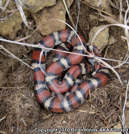 Red Milksnake (Lampropeltis triangulum syspila)