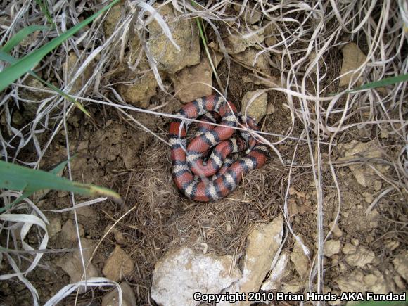 Red Milksnake (Lampropeltis triangulum syspila)