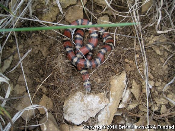 Red Milksnake (Lampropeltis triangulum syspila)