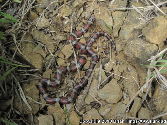 Red Milksnake (Lampropeltis triangulum syspila)