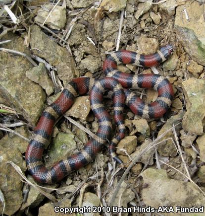 Red Milksnake (Lampropeltis triangulum syspila)