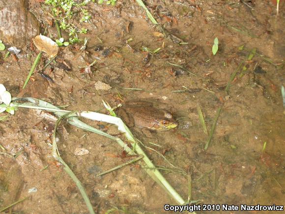 Northern Green Frog (Lithobates clamitans melanota)