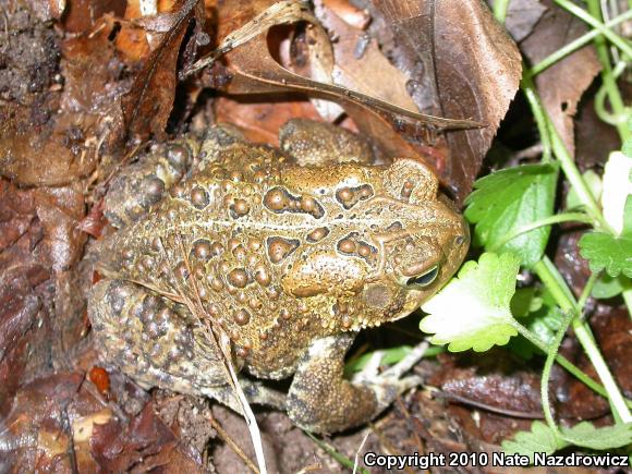 Eastern American Toad (Anaxyrus americanus americanus)