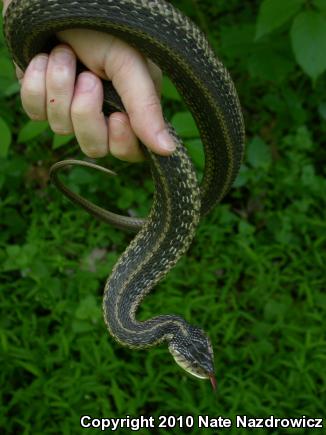 Eastern Gartersnake (Thamnophis sirtalis sirtalis)