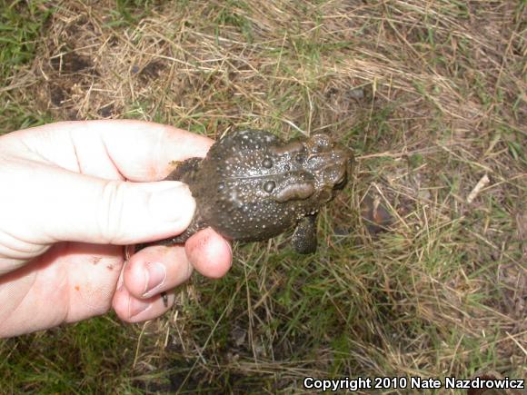 Eastern American Toad (Anaxyrus americanus americanus)