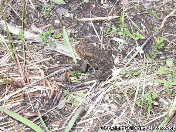 Eastern American Toad (Anaxyrus americanus americanus)