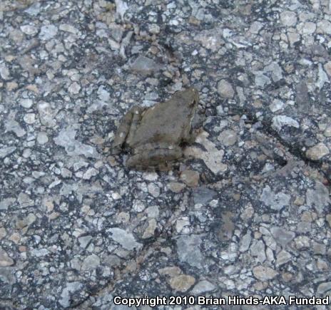 Northern Cricket Frog (Acris crepitans)