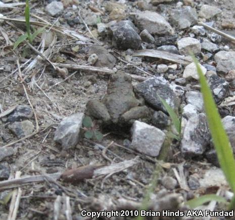 Northern Cricket Frog (Acris crepitans)