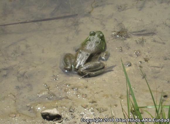 American Bullfrog (Lithobates catesbeianus)