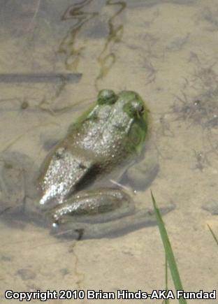 American Bullfrog (Lithobates catesbeianus)