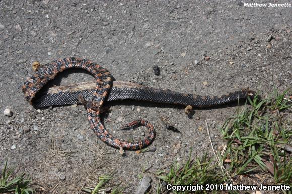 Eastern Mudsnake (Farancia abacura abacura)