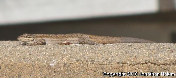 Colorado River Tree Lizard (Urosaurus ornatus symmetricus)