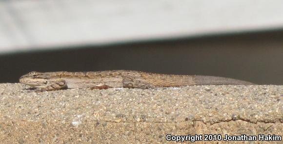 Colorado River Tree Lizard (Urosaurus ornatus symmetricus)