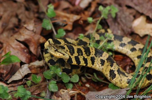 Eastern Hog-nosed Snake (Heterodon platirhinos)