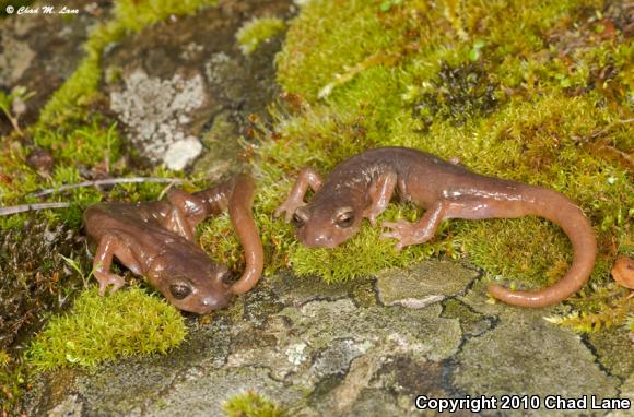 Limestone Salamander (Hydromantes brunus)