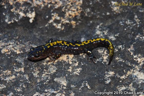 Southern Long-toed Salamander (Ambystoma macrodactylum sigillatum)