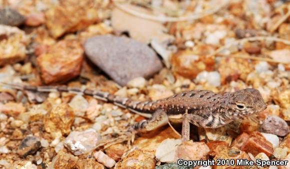 Sonoran Zebra-tailed Lizard (Callisaurus draconoides inusitatus)