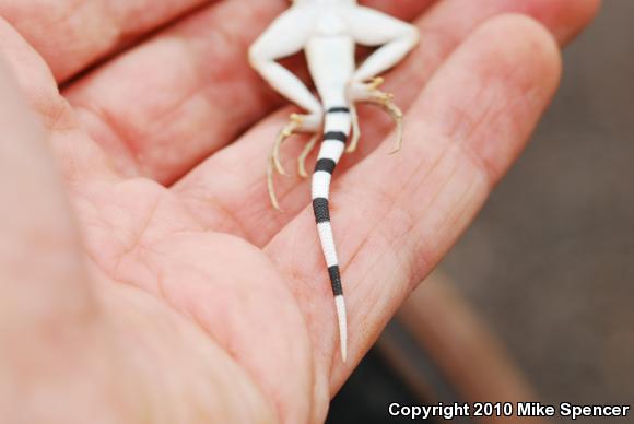 Sonoran Zebra-tailed Lizard (Callisaurus draconoides inusitatus)