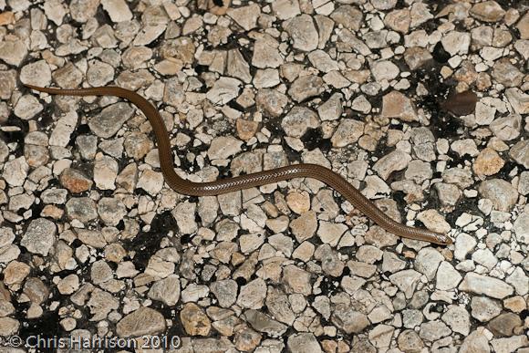 Southern Texas Groundsnake (Sonora semiannulata taylori)