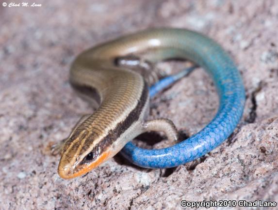 Mountain Skink (Plestiodon callicephalus)