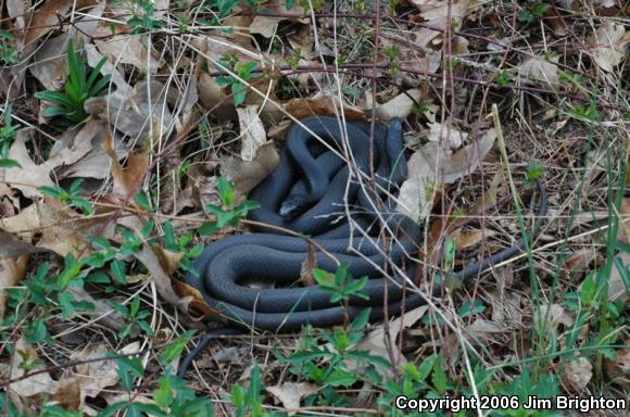 Northern  Black Racer (Coluber constrictor constrictor)