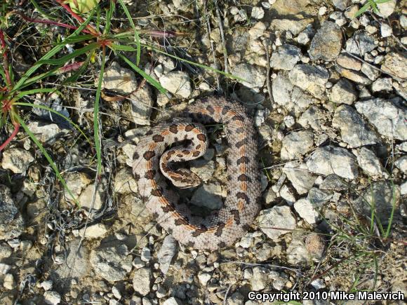 Western Pigmy Rattlesnake (Sistrurus miliarius streckeri)