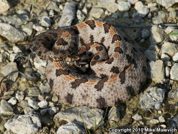 Western Pigmy Rattlesnake (Sistrurus miliarius streckeri)