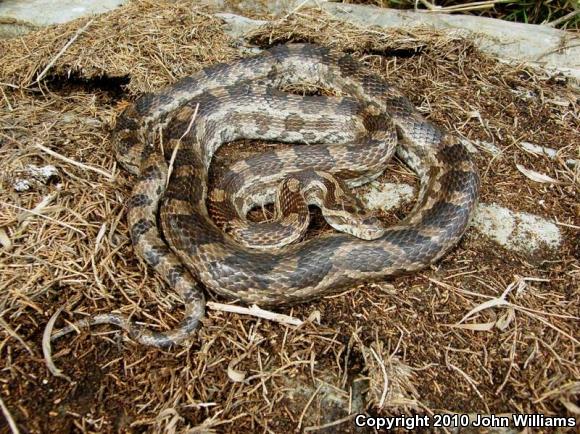 Slowinski's Cornsnake (Pantherophis slowinskii)