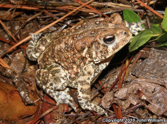 Houston Toad (Anaxyrus houstonensis)