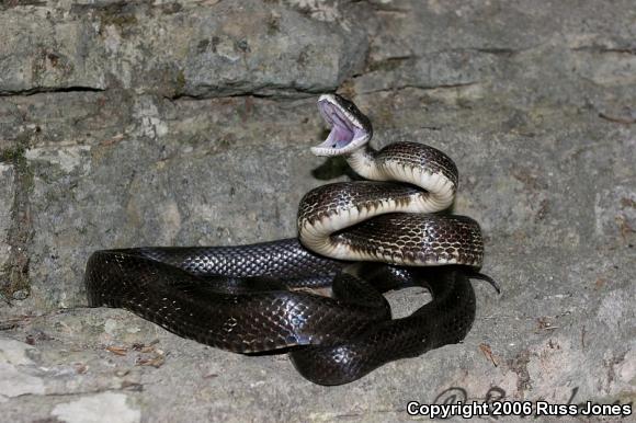 Black Ratsnake (Pantherophis obsoletus obsoletus)