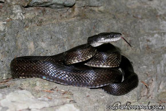 Black Ratsnake (Pantherophis obsoletus obsoletus)