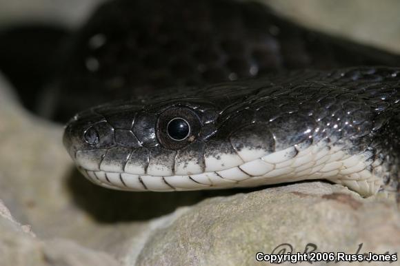 Black Ratsnake (Pantherophis obsoletus obsoletus)